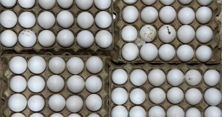 زيادة أعداد وتنوع نشاط المحامص في إدلب ينقلها من الاستيراد إلى التصدير