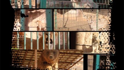 في إدلب أقفاص.. كيف حال نزلائها؟