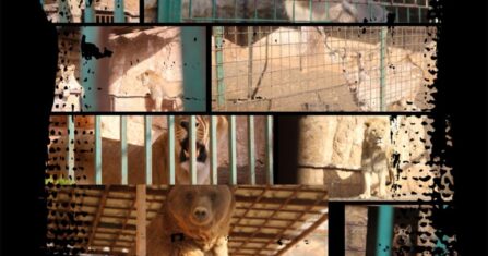 محمية الغزلان في بادية حلب.. حكاية مكان تُرك بلا حماية