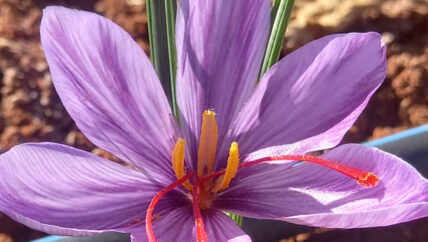 الزعفران زراعة ناشئة بجدوى اقتصادية مرتفعة