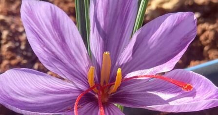 عائدون إلى سوريا يبدؤون رحلة الاستقرار بمشاريع صغيرة