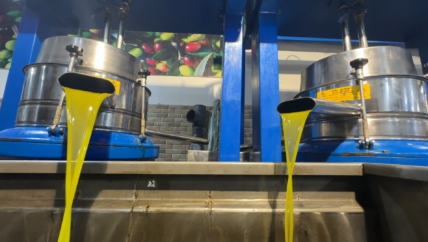 في مخابر تحليل زيت الزيتون.. أكثر من نصف العينات غير مطابقة