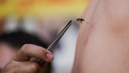 التدواي بسم النحل علاج شائع دون ترخيص أو إثبات علمي