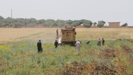 أمطار أيار المتأخرة تلحق الضرر بمحاصيل أبرزها الكمون
