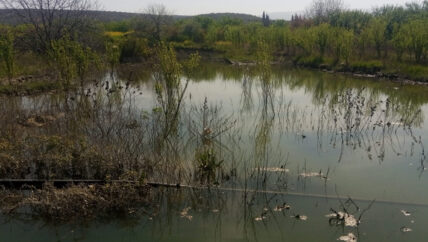 يباس أشجار الخوخ بعد غمرها بمياه نهر العاصي غربي إدلب