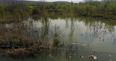 في جبل الزاوية.. حشرة صغيرة تفتك بأشجار التين وبأحلام المزارعين