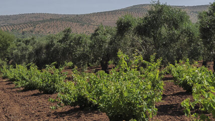 فصائل في عفرين تفرض إتاوات على مواسم زراعية آخرها ورق العنب