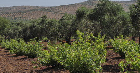 قليل من زيت الزيتون.. أفضل من لا شيء