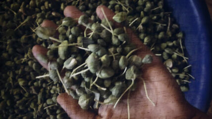 مراكز تجميع الشفلّح.. مصدر دخل موسمي