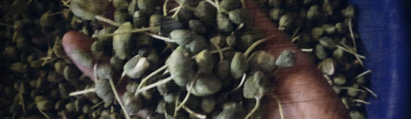 مراكز تجميع الشفلّح.. مصدر دخل موسمي