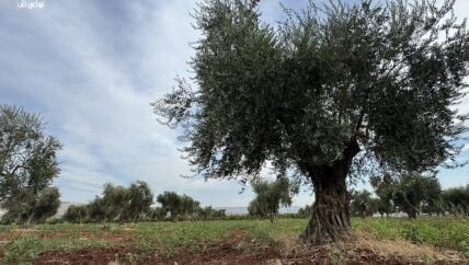 زيتون عفرين ليس لأهله