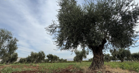 قليل من زيت الزيتون.. أفضل من لا شيء