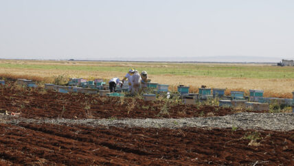 حظر المبيدات.. إنقاذ النحل مقابل خسائر في محاصيل زراعية