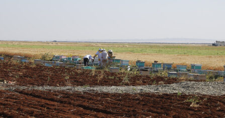 من سهل إلى جبل.. رحلة النحل في مواجهة الجفاف والمبيدات