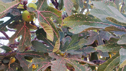 في جبل الزاوية.. حشرة صغيرة تفتك بأشجار التين وبأحلام المزارعين