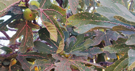 في ريف حماة.. مقابر مفتوحة لأشجار الفستق