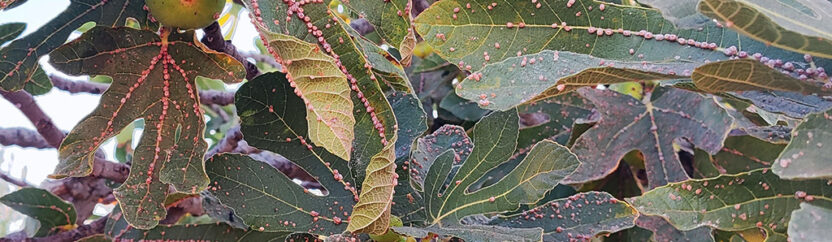 في جبل الزاوية.. حشرة صغيرة تفتك بأشجار التين وبأحلام المزارعين