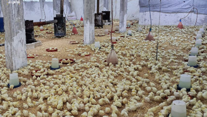 موت الدجاج.. وصراع المربّين مع المرض والخسائر