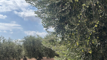 قليل من زيت الزيتون.. أفضل من لا شيء