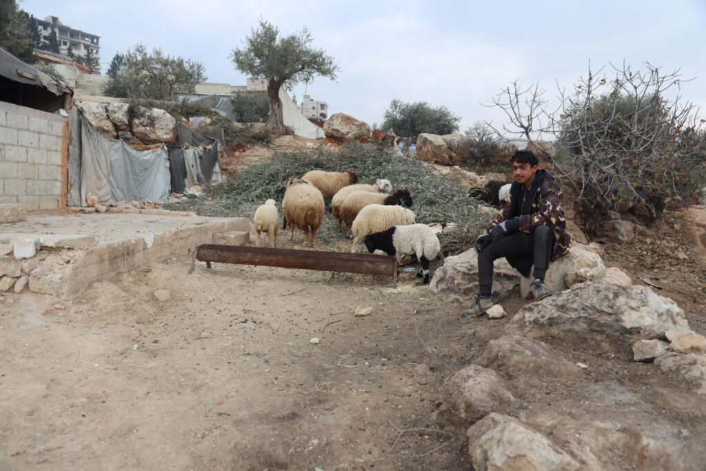 شاب من مخيم أهل العز يرعى الأغنام  في مدينة كفرتخاريم غربي ادلب. كانون الأول 2024- تصوير: رهام يونس