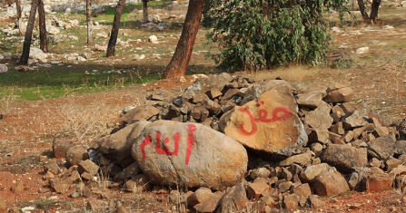 قطع الأشجار في ريف إدلب.. تجريف للغطاء الأخضر وحرمان للفلاح من رزقه