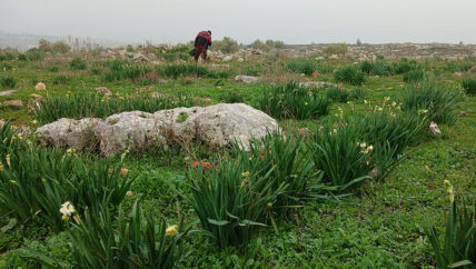 نرجس دارة عزة.. زهرة الشتاء المهددة بالجفاف وانحسار الأسواق