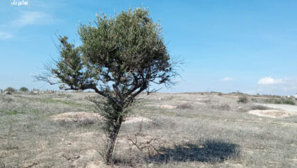 قطع الأشجار في ريف إدلب.. تجريف للغطاء الأخضر وحرمان للفلاح من رزقه
