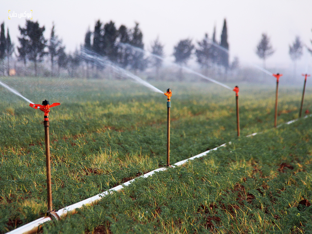 ري محصول الحمص في قرية أرشاف بريف حلب الشمالي، نيسان 2025.