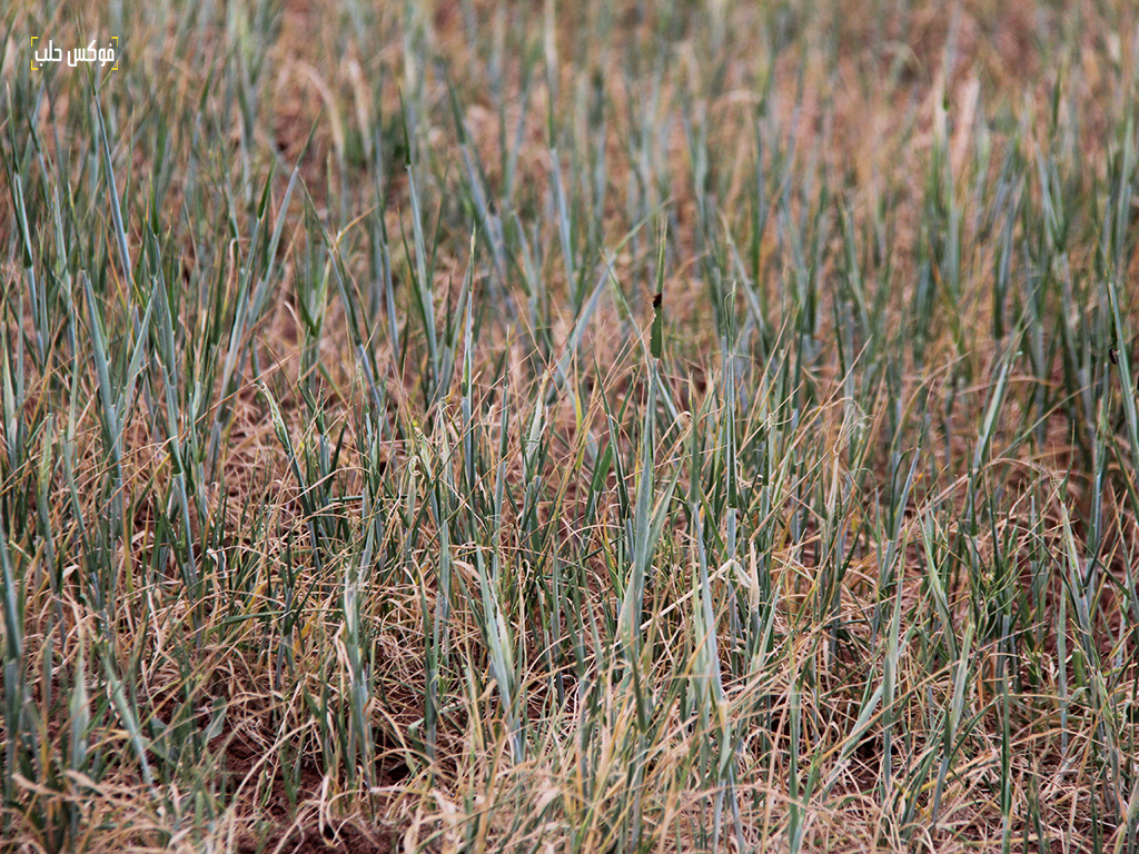 محصول القمح في قرية سندف "اليمامة" بريف حلب الشمالي، نيسان 2025. 