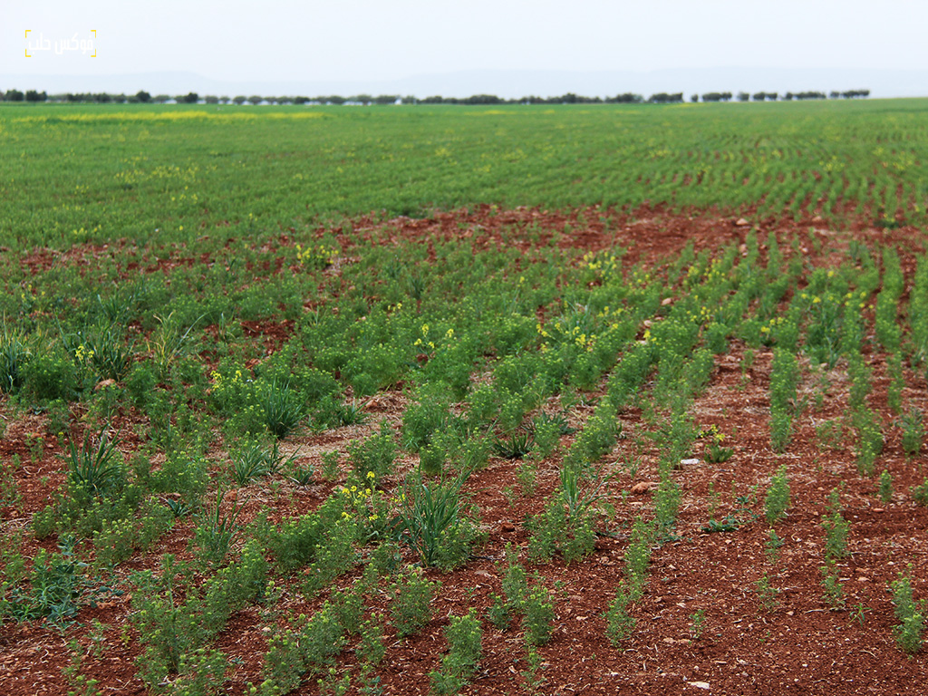 محصول حبة البركة البعلية في بلدة تلالين بريف حلب الشمالي، نيسان 2025.