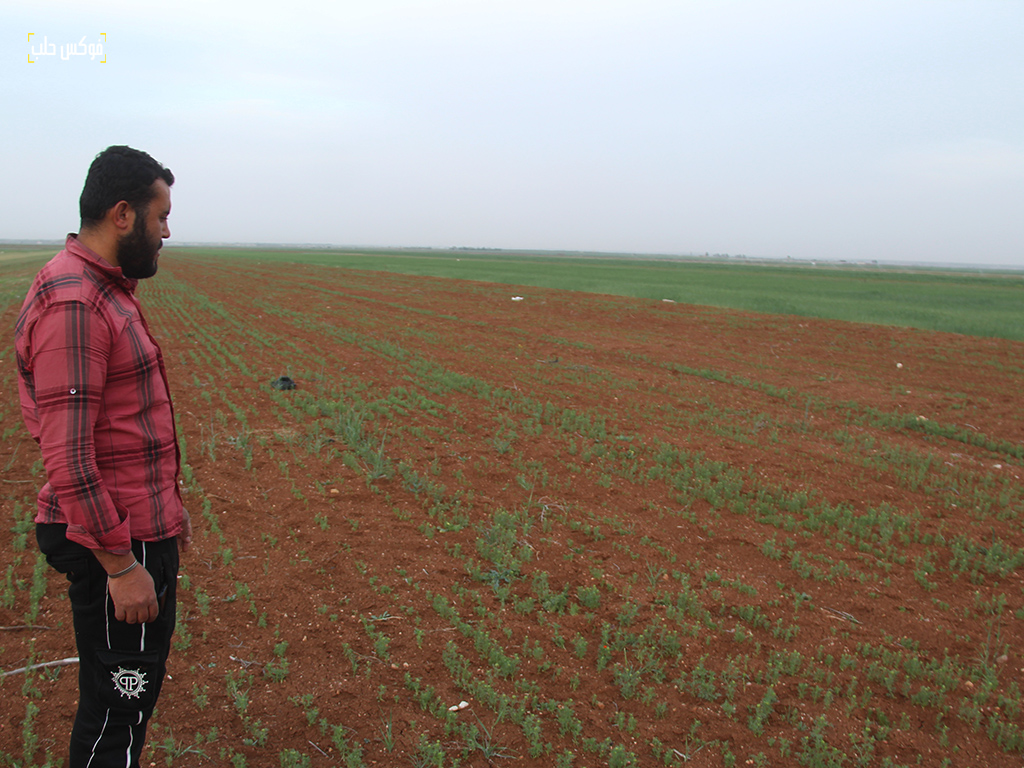 مزارع يتفقد أرضه المزروعة حبة بركة في بلدة احتيملات في ريف حلب الشمالي، نيسان 2025.