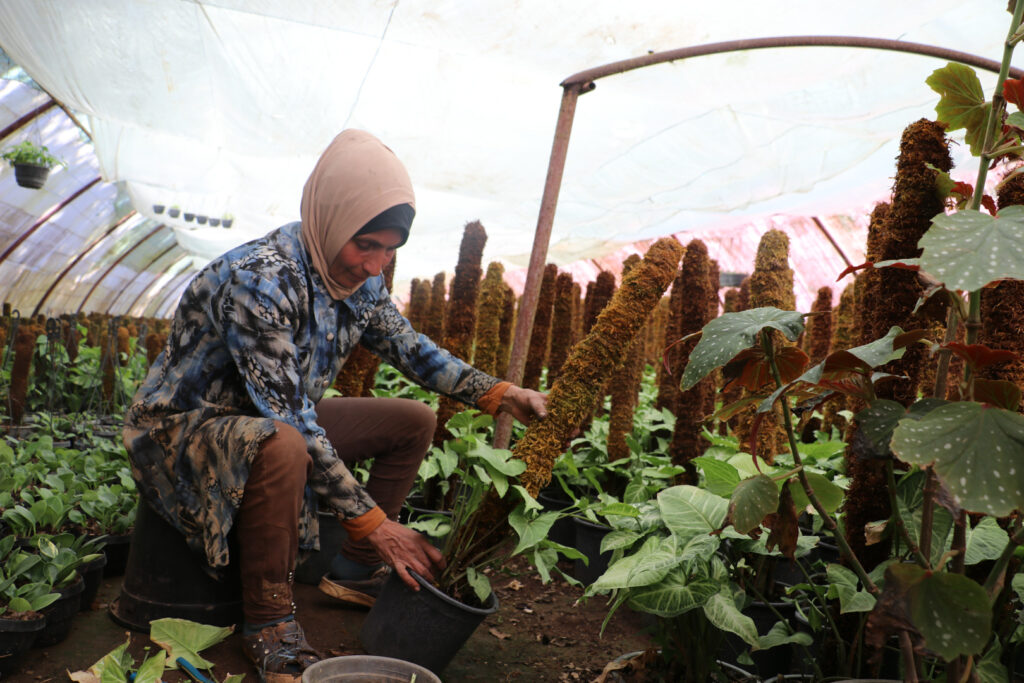 إيمان تثبت نبتة سينغنوى بوضع دبوس حديدي حول جذعها، اللاذقية، نيسان 2025- تصوير: هيام الباشا.