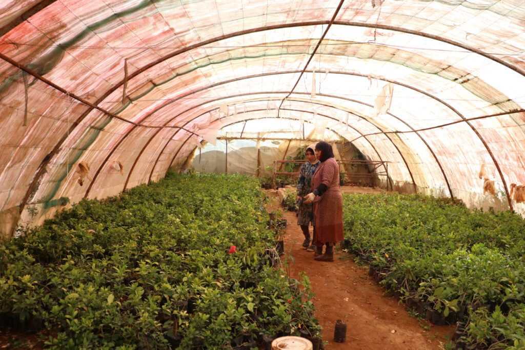 إيمان وزميلتها أم أحمد تتفقدان نباتات المشتل، اللاذقية، نيسان 2025- تصوير: هيام الباشا.