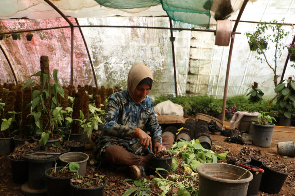 إيمان تزرع نبات اللبلاب الذي تختص به، اللاذقية، نيسان 2025- تصوير: هيام الباشا.