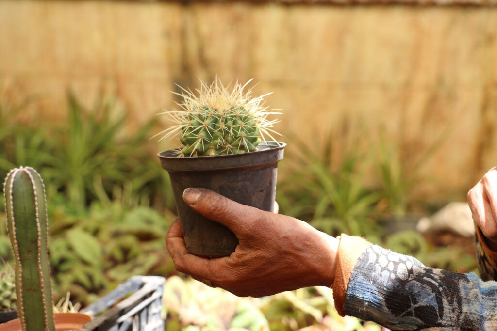 إيمان تحمل نبتة الصبار وتتمنى أن يكون لها شوك مثله لتدافع عن نفسها، اللاذقية، نيسان 2025- تصوير: هيام الباشا.
