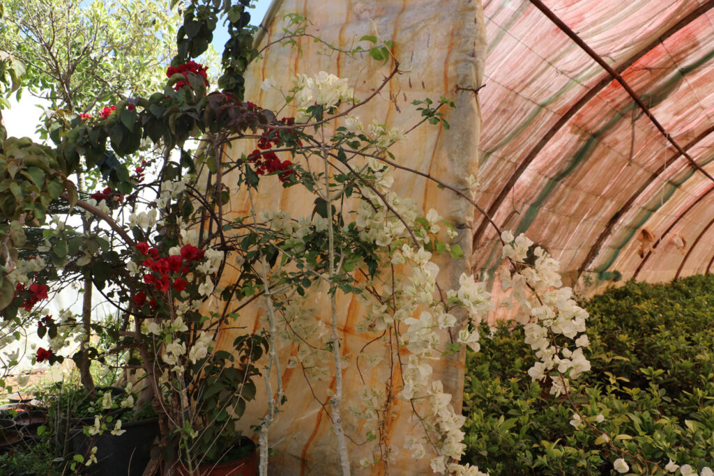  وردة المجنونه بلونيها الأبيض والأحمر، اللاذقية، نيسان 2025- تصوير: هيام الباشا.