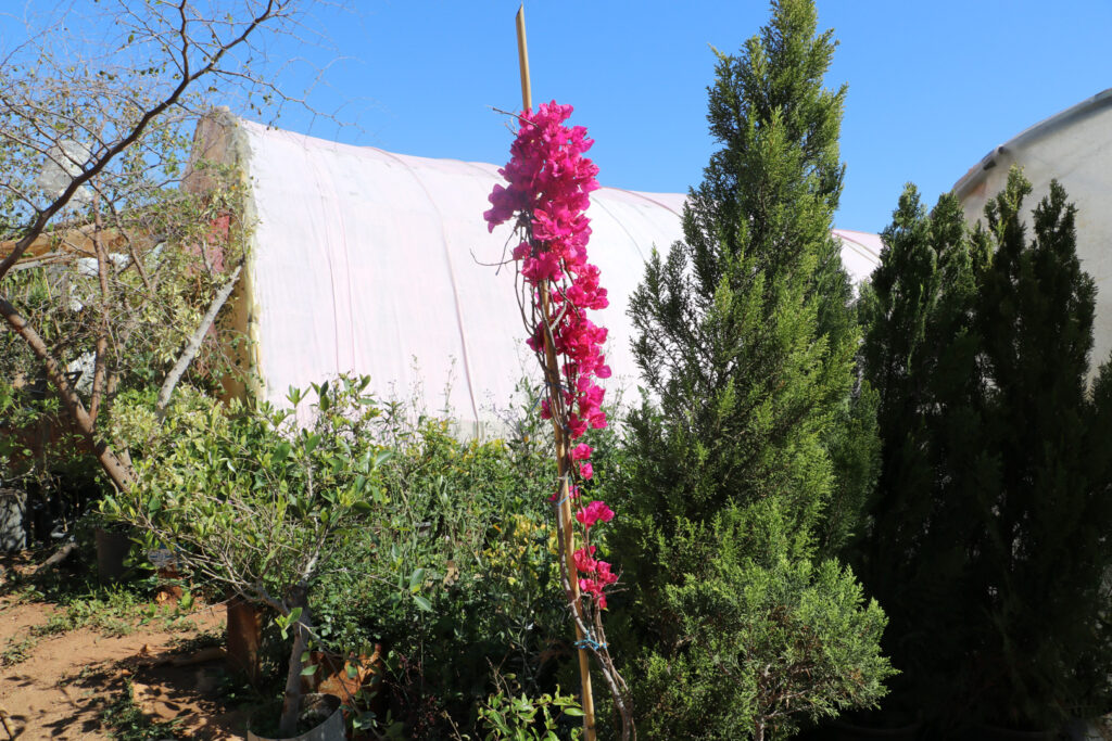 وردة المجنونة المفضلة عند إيمان، اللاذقية، نيسان 2025- تصوير: هيام الباشا.