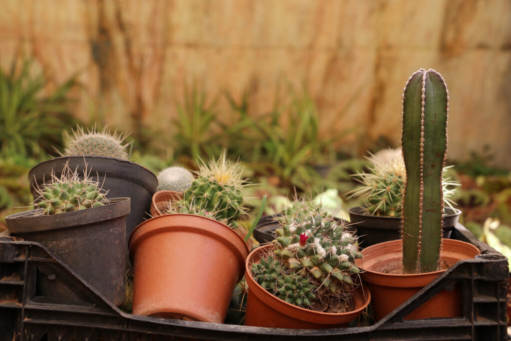 الصبار، نبات شوكي زرعته إيمان في المشتل، اللاذقية، نيسان 2025- تصوير: هيام الباشا.