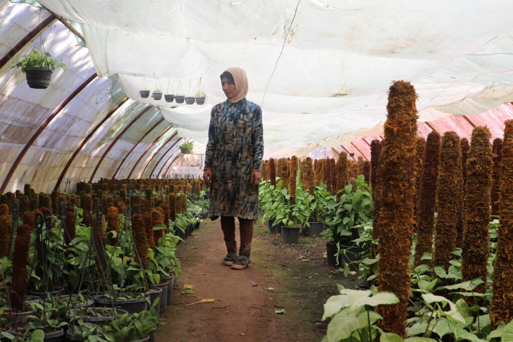 إيمان تتفقد ما زرعته، على اليمين نبتة عبد الوهاب  وعلى اليسار نبتة سنغنوى، اللاذقية، نيسان 2025- تصوير: هيام الباشا.