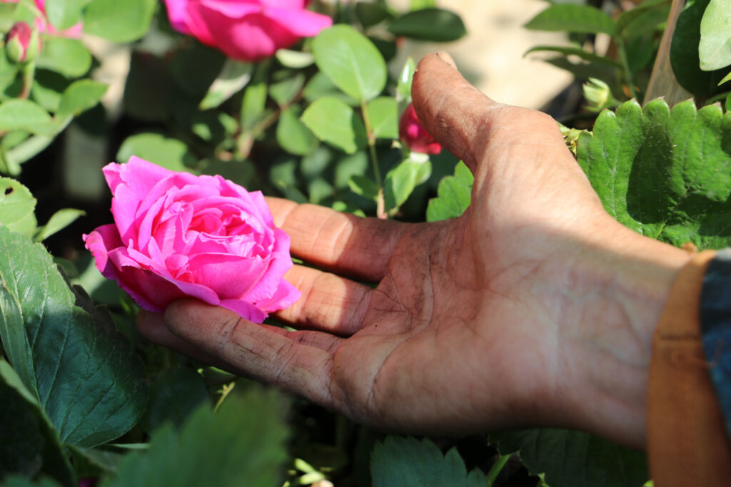  يد إيمان المتشققة من الزراعة، اللاذقية، نيسان 2025- تصوير: هيام الباشا.