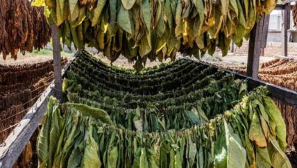 لا تبغ في حقول الساحل هذا العام