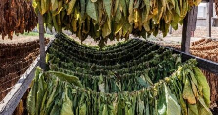 من المشتل إلى المعمل.. رحلة أم تواجه الفقر والإدمان