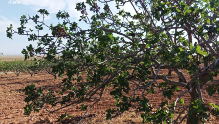 في ريف حماة.. مقابر مفتوحة لأشجار الفستق