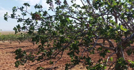 المحلب في جبل الزاوية.. معركة بقاء أخرى