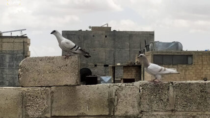 سوق الحمام في أعزاز يهاجر إلى “واتس آب”