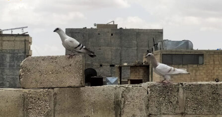 أعزاز… المدينة التي لم تُغلق بابها في وجه أحد