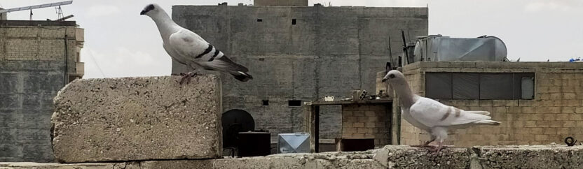 سوق الحمام في أعزاز يهاجر إلى “واتس آب”