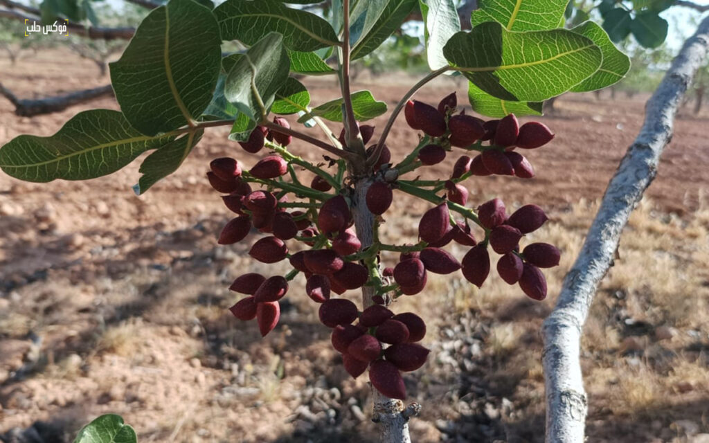 ثمار فستق حلبي، قرية عطشان في ريف حماه، أيار 2025.