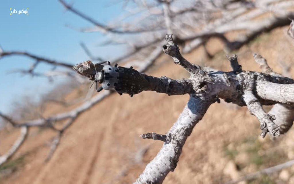 حشرة حفار الساق