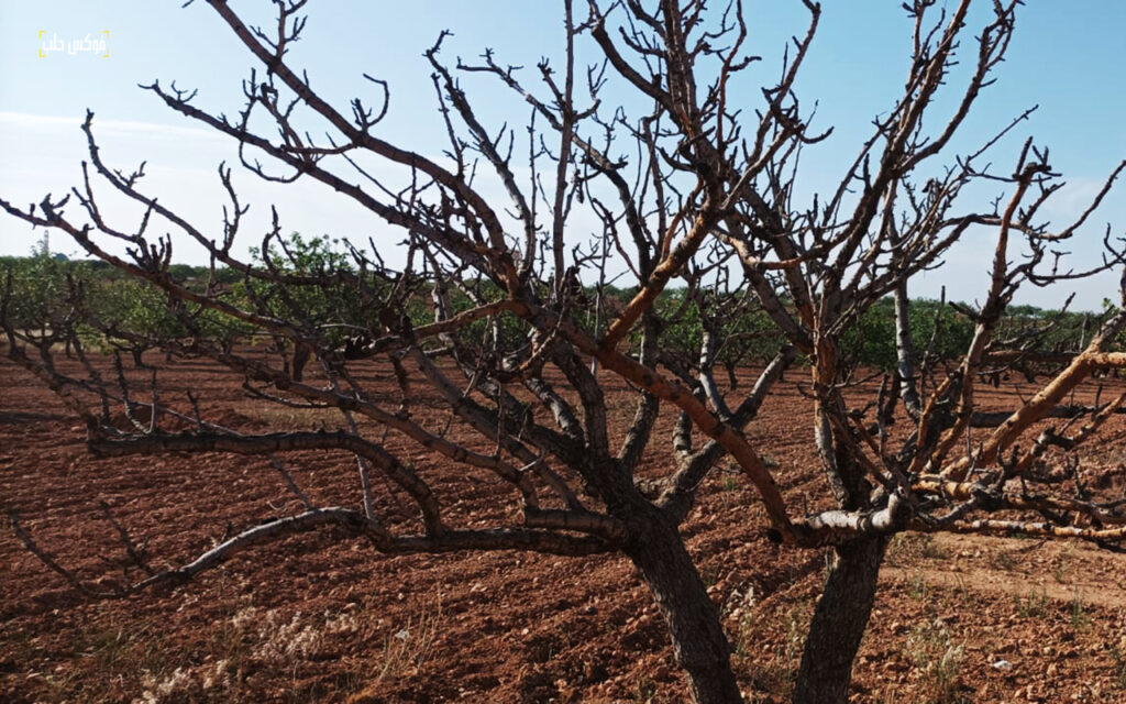 شجرة فستق حلبي متيبسة نتيجة الإصابة بحشرة الكابنودس، قرية عطشان في ريف حماه، أيار 2025.